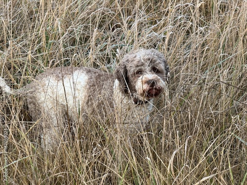 Obraz na płótnie Portrait eines Lagotto Romagnolo Hundes w salonie