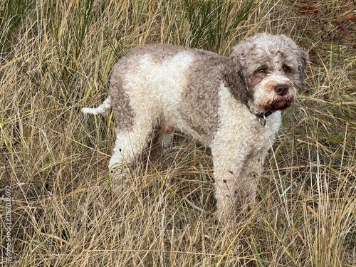Obraz na płótnie Portrait eines Lagotto Romagnolo Hundes w salonie