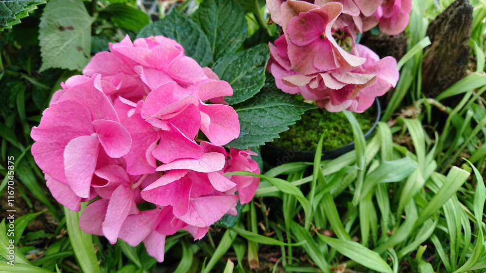 Bright pink and purple hydrangeas in lush garden Bright pink and purple hydrangeas in lush garden