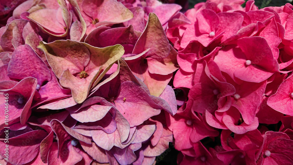 Vibrant hydrangea blossoms in garden view Vibrant hydrangea blossoms in garden view