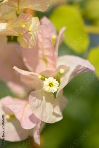 Bougainvillea Mary Palmers Enchantment flower detail photo