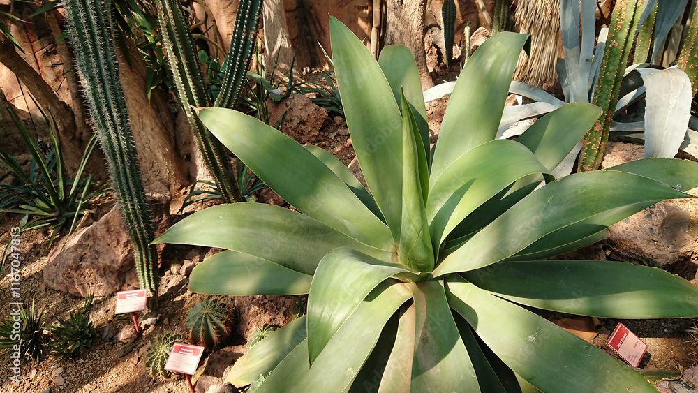 Obraz premium Desert garden with agave and cacti