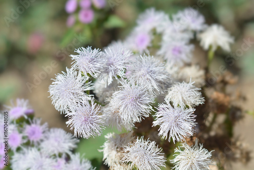 Floss Flowers photo