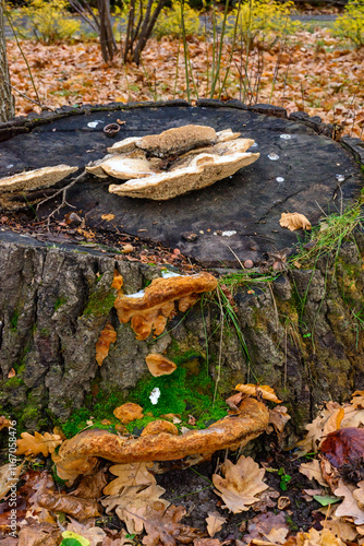 two species of wood-decomposing saprotrophic fungi on the surface of an old rotten tree trunk, Ukraine photo