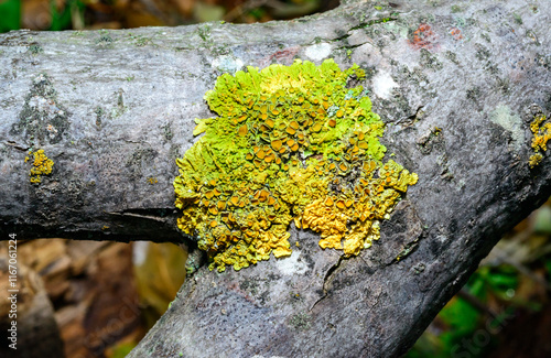 Xanthoria parietina and a consortium of different types of lichens on a thick tree branch photo