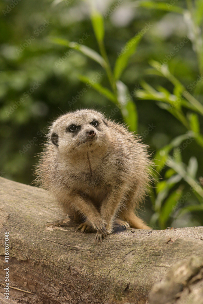 Fototapeta premium A cute meerkat