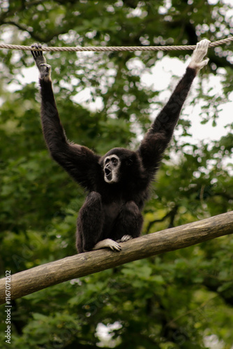 A lar gibbon calling to his friend