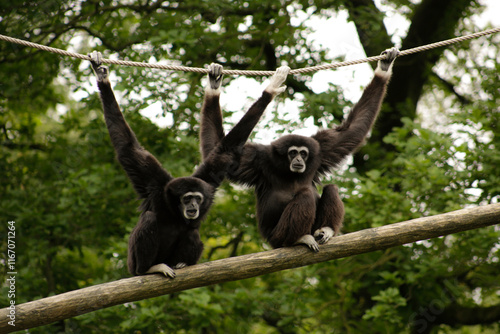 Obraz na płótnie Two white-handed gibbons sitting on a branche w salonie