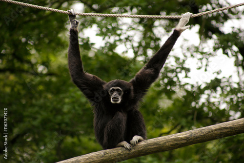 Foto A white-handed gibbon sitting on a branch