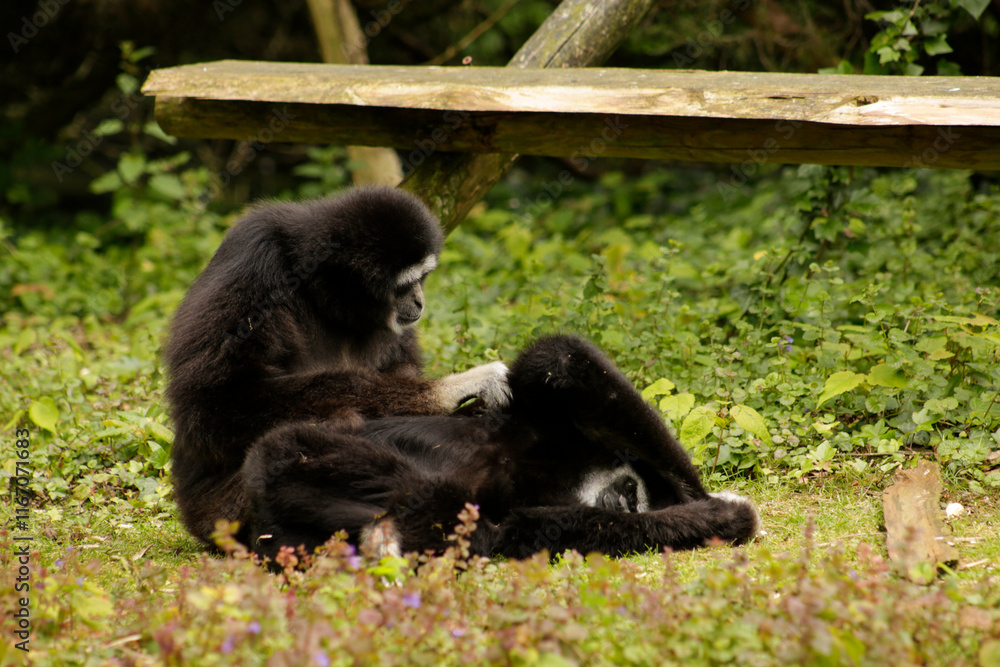 Two lar gibbons one is grooming the other Two lar gibbons one is grooming the other