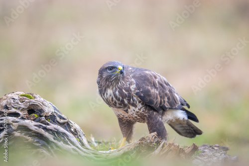 Fauna selvatica Capanno Nisida Poiana photo