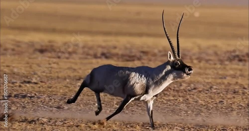 A Tibetan antelope, also known as a chiru, sprints across the vast, arid landscape of the Tibetan Plateau. Its long, slender legs propel it forward with incredible speed. photo