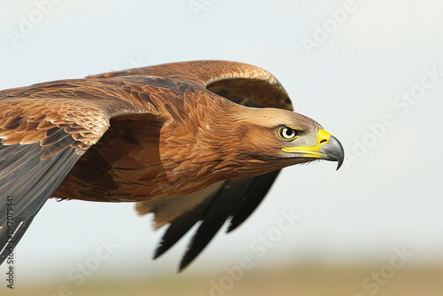 Majestic eagle soaring in clear skies photo