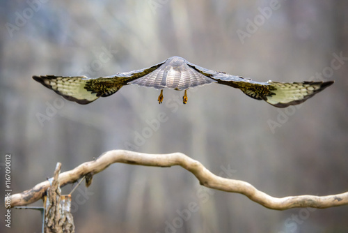 Fauna selvatica Capanno Nisida Poiana