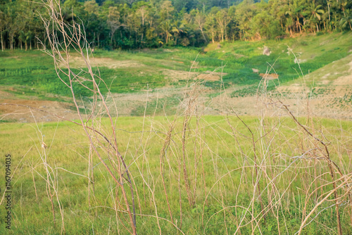 cabang pohon kering di padang rumput sebagai latar belakang
