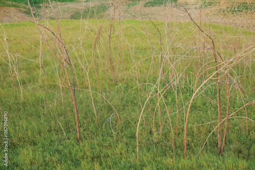 cabang pohon kering di padang rumput sebagai latar belakang photo