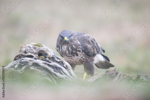 Fauna selvatica Capanno Nisida Poiana photo