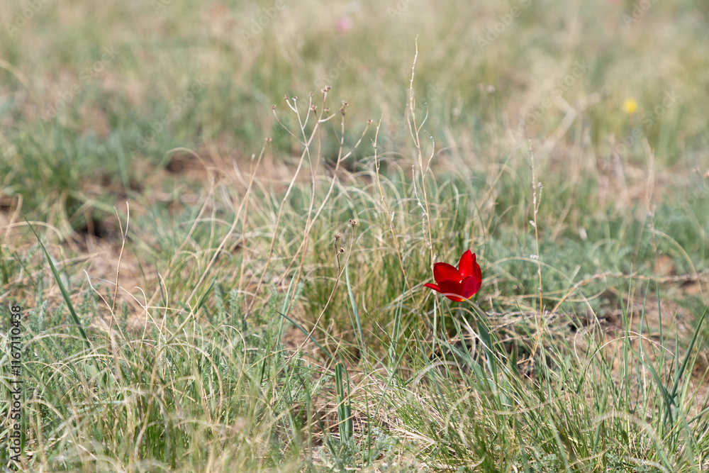Wild tulips of Schrenk. Orenburg region, Southern Urals, Russia. Wild tulips of Schrenk. Orenburg region, Southern Urals, Russia.