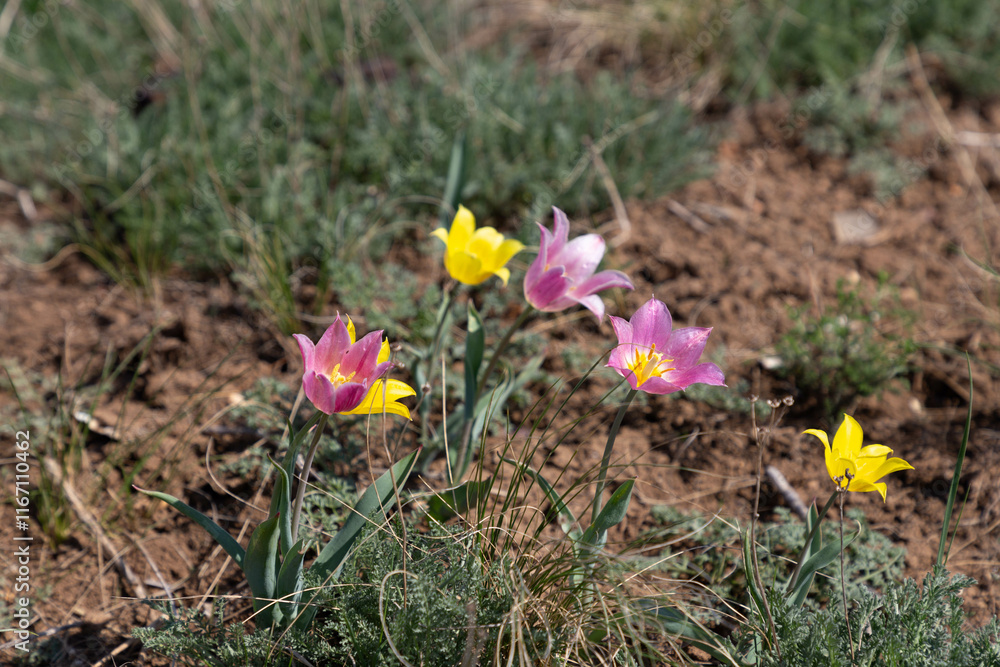Wild tulips of Schrenk. Orenburg region, Southern Urals, Russia. Wild tulips of Schrenk. Orenburg region, Southern Urals, Russia.