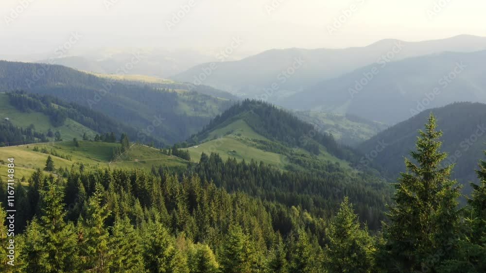 Lush green hills stretch across the horizon, surrounded by towering pine trees. Soft morning light illuminates the valleys, creating an inviting, tranquil atmosphere in nature. Lush green hills stretch across the horizon, surrounded by towering pine trees. Soft morning light illuminates the valleys, creating an inviting, tranquil atmosphere in nature.