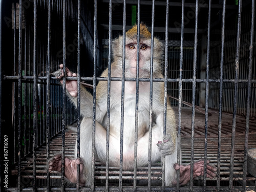 Close-up portrait of a monkey behind bars. photo