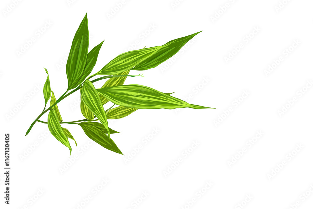 Fototapeta premium bamboo leaves isolated on white background