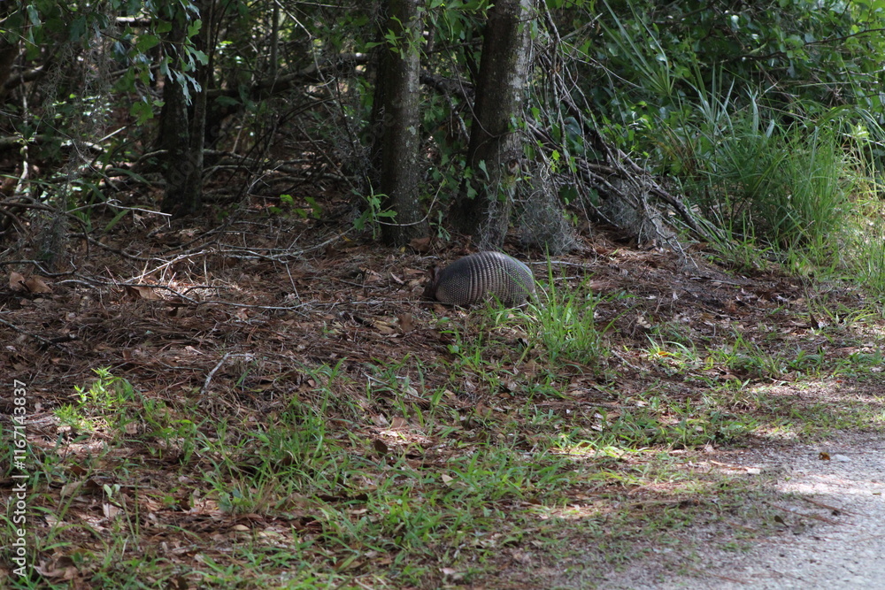 Naklejka premium Armadillo1