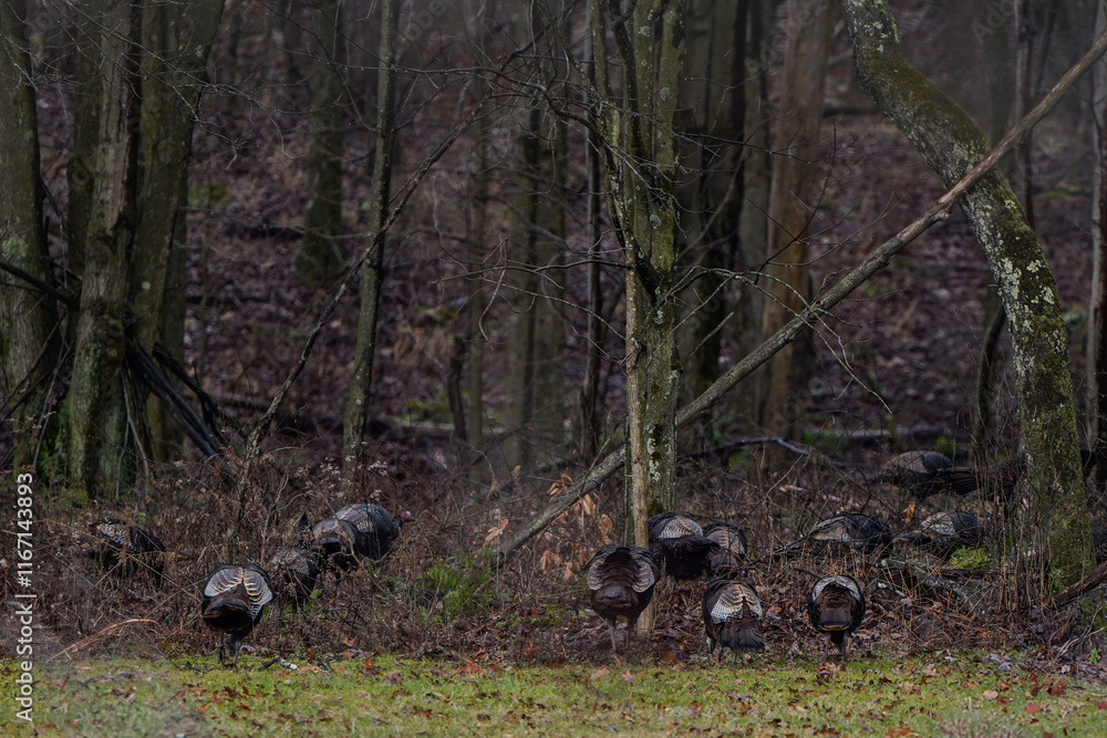 Fototapeta premium Flock of wild turkeys at the edge of the woods in Western Pennsylvania.