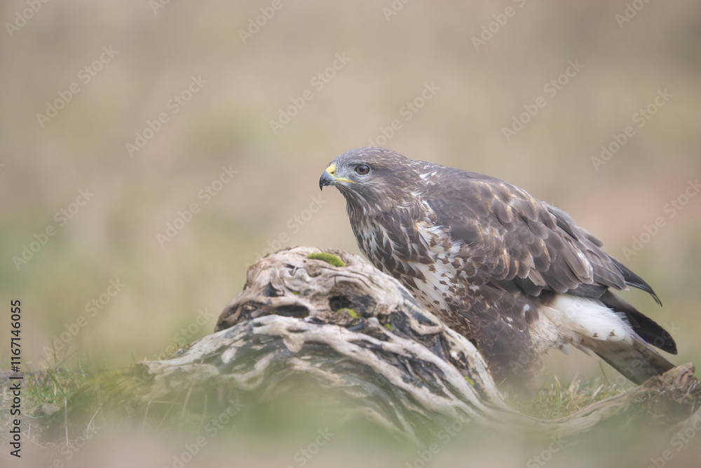 Fototapeta premium Fauna selvatica Capanno Nisida Poiana
