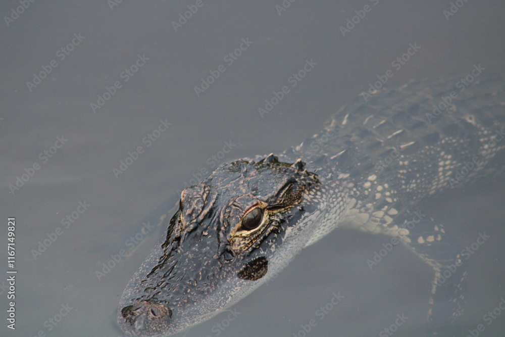 Fototapeta premium Baby american alligator 