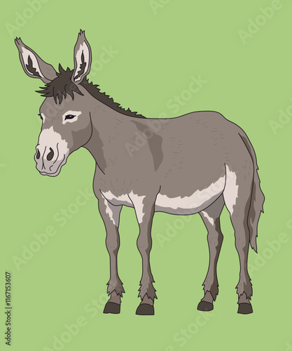 Mule Mules Standing Side View
