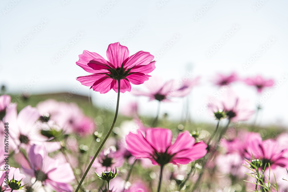 Beautiful cosmos flower in sunlight. Nature background. Beautiful cosmos flower in sunlight. Nature background.