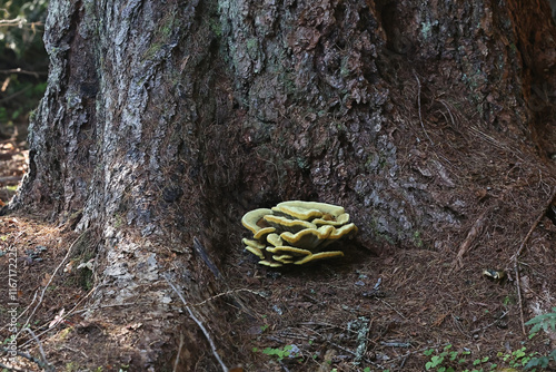 Foto Phaeolus schweinitzii, commonly known as velvet-top fungus, dyer's polypore, or