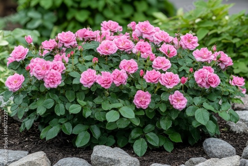 Wallpaper Mural Pink Grootendorst hybrid rugosa rose blooming in summer garden, Generative AI Torontodigital.ca