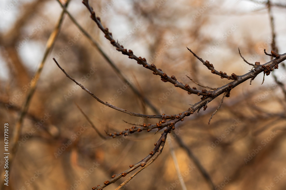 beautiful botanical shot, natural wallpaper beautiful botanical shot, natural wallpaper
