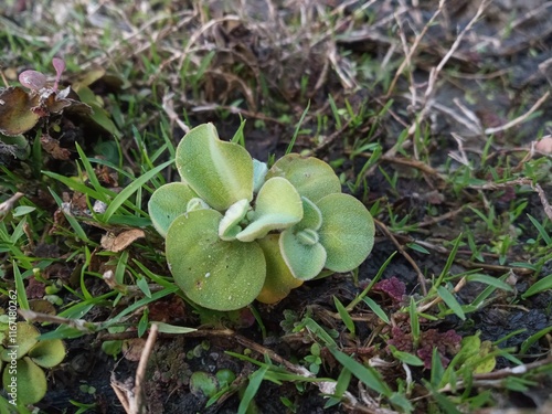 green moss in the forest