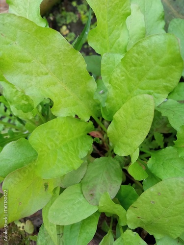 green leaves in water