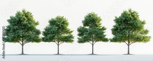 Minimalist Still Life of Quercus Palustris Trees in Modern Art Style with Soft Lighting and Symmetrical Composition photo