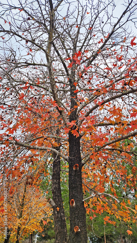 In autumn, the Oriental Sweetgum tree stands as a majestic symbol of nature's beauty, with leaves shimmering in golden and red hues.  photo