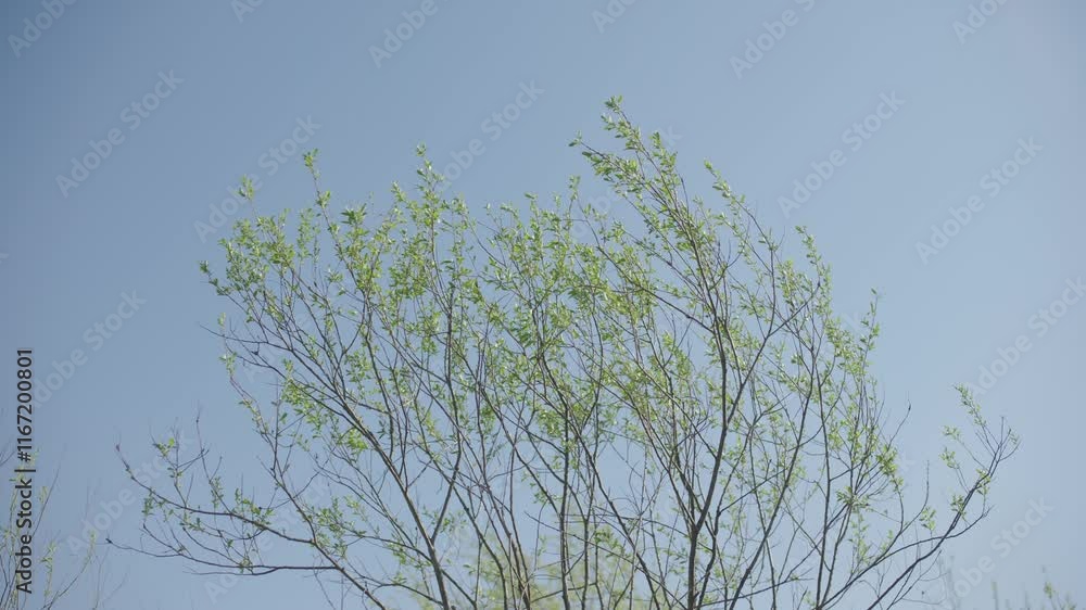 Tree leaves and branches, blowing in the wind Tree leaves and branches, blowing in the wind
