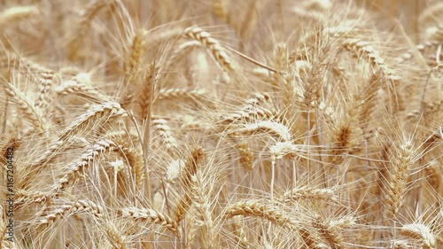 Video, Ripe field of Hordeum vulgare or Barley ears forming a background graphic resource close up.