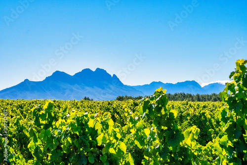 Vineyard with Stellenbosch Mountains in the Background