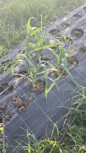 Young garlic and leek plants are growing in an organic vegetable garden covered with black plastic film to control weeds, illuminated by the morning sun