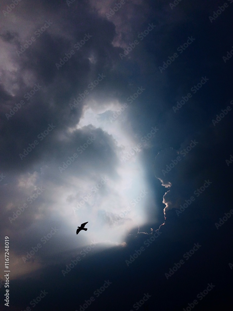 Fototapeta premium Eagle in the sky 