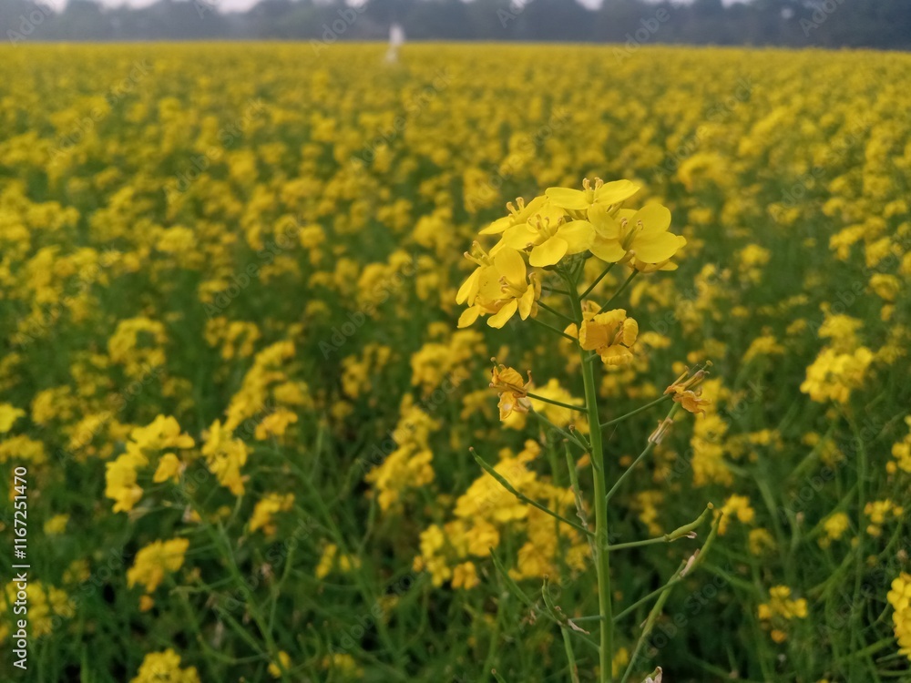 Obraz premium field of yellow flowers