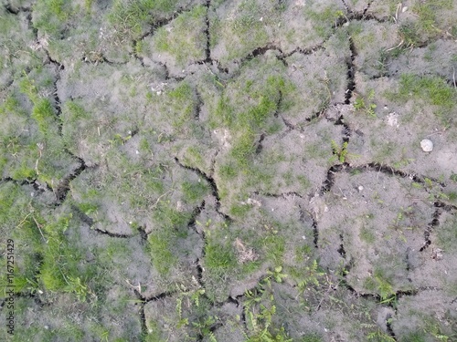 texture of the bark