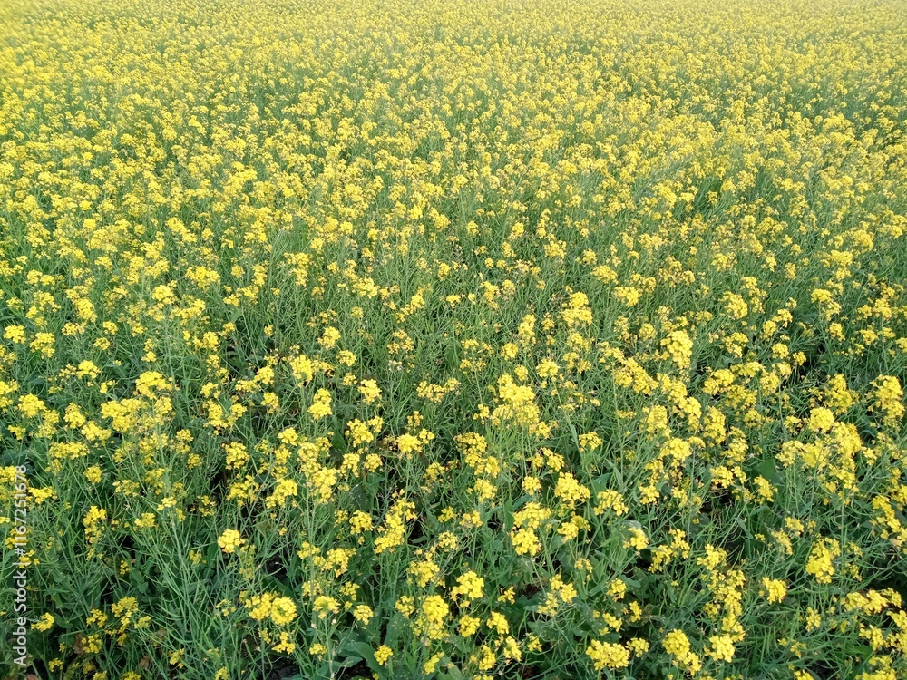 Obraz premium field of yellow flowers