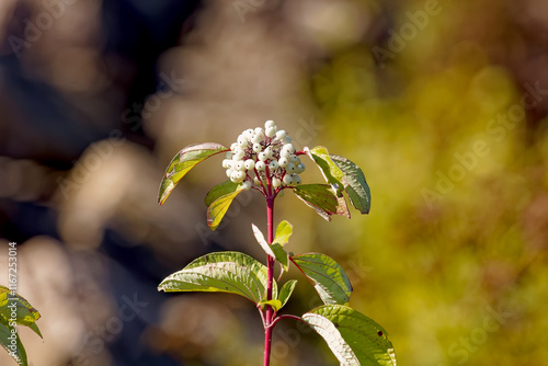  Red Twig Dogwood (Cornus sericea) flowering plant native to much of North America. American Dogwood with  clusters of white berries.
