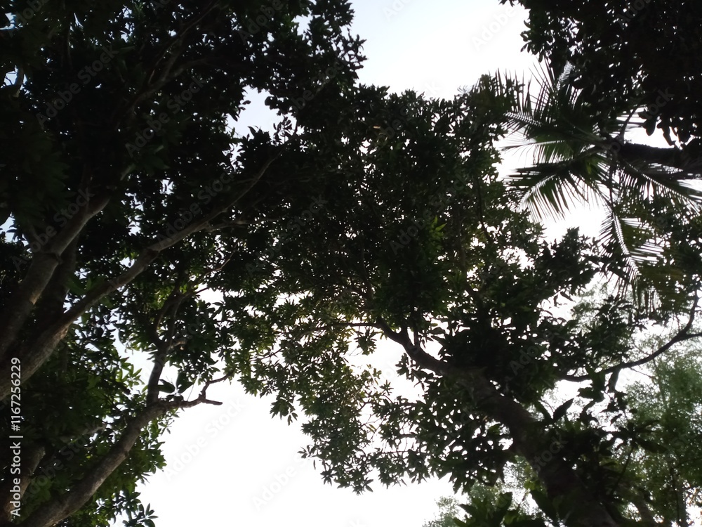 Fototapeta premium trees in the forest