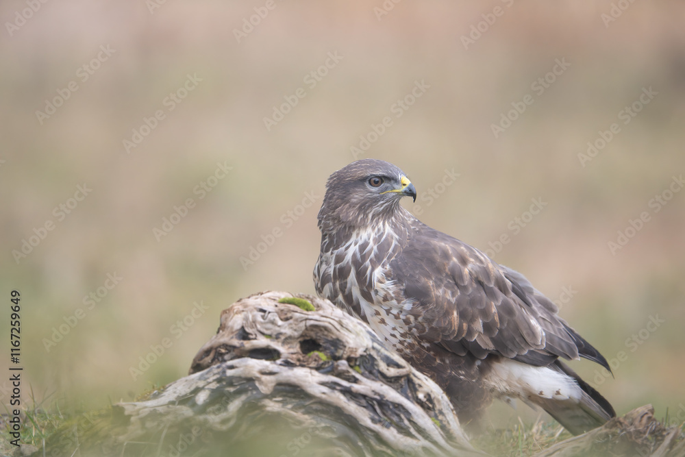Fauna selvatica Capanno Nisida Poiana